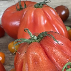 Tomater Coeur de Boeuf 3 kg. DK