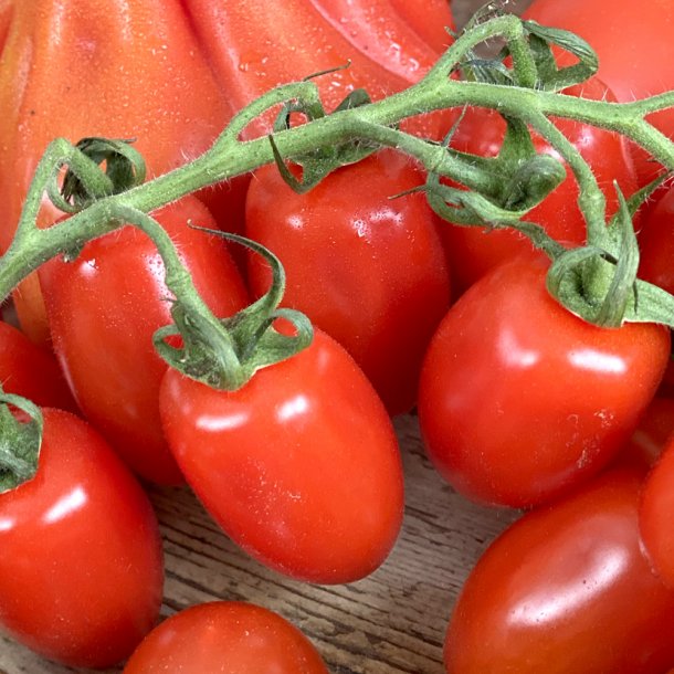 Tomater DADEL m/stilk Ita.