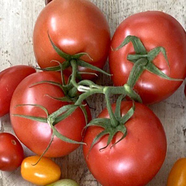 Tomater m/stilk Sp/Holl.