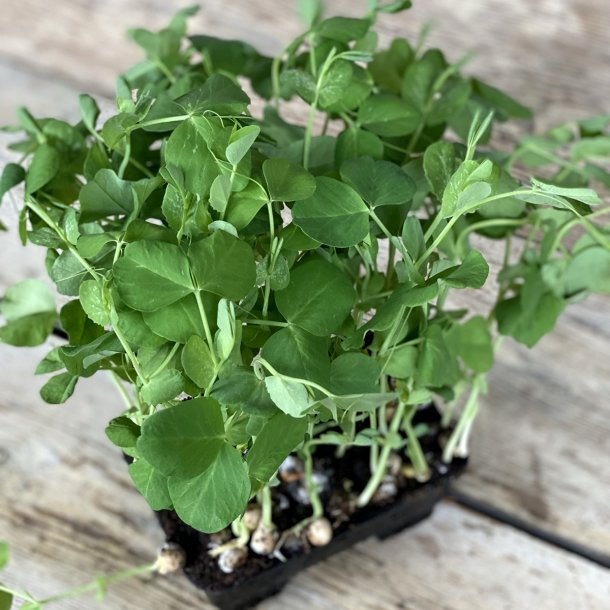 �rteskud i bk. 4x50 gr. DK