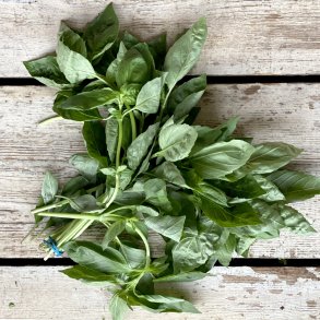 Basilikum L�S 1 kg. Isr.