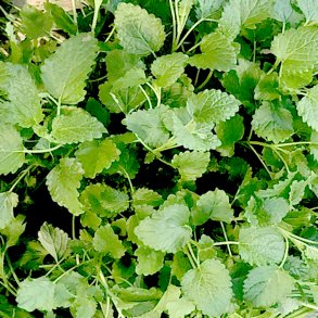 Citronmelisse 50 gr. Is.