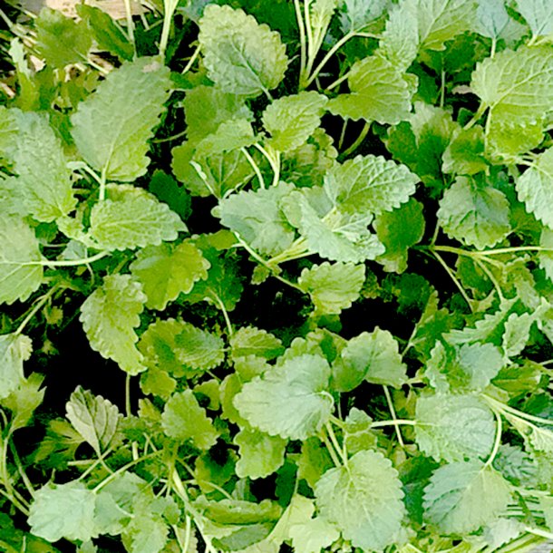 Citronmelisse 50 gr. Is.