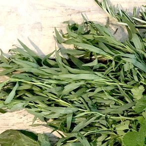 Estragon TRRET 250 gr.