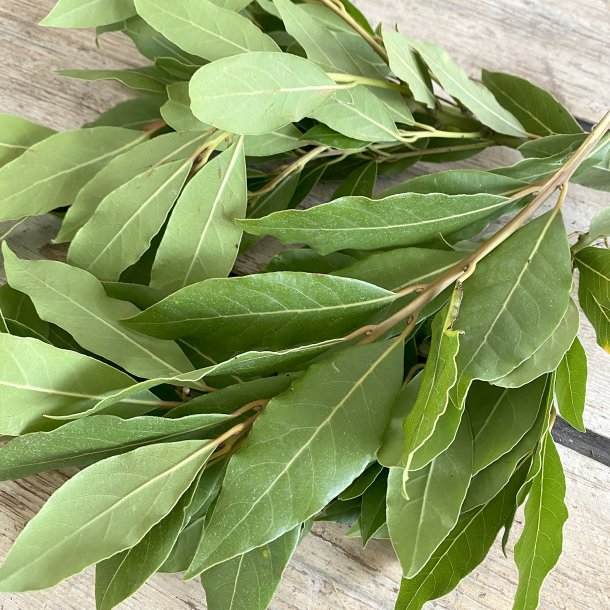 Laurb�rblade bdt. 50 gr. Ita.