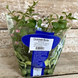 Mynte Chokolade DK i POTTE