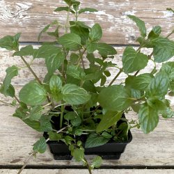 Mynte Chokolade DK i POTTE