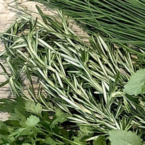 Rosmarin i firkantet potte BL�D