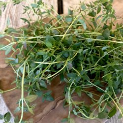 Timian bl�d fint afsk. bakke 50 gr. DK